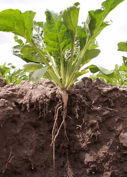 PO STRONIE PLANTATORA nych zabiegów uprawowych, co poza formą nawozu oraz jego rozdrobnieniem decyduje o efektywności zabiegu.