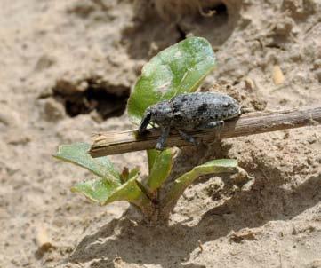 PO STRONIE PLANTATORA 3 4 Plantatorowi pozostaje już tylko wydobywanie szkodników i ich niszczenie. Oczywiście rozwiązanie to jest skuteczne tylko w stosunku do chrząszczy migrujących na piechotę.