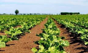 PO STRONIE PLANTATORA Zbiór i przechowalnictwo buraka cukrowego Kilka uwag i przypomnień Do tej pory mamy piękną pogodę, która sprzyja wegetacji buraka cukrowego.