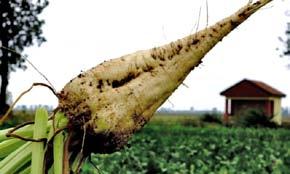 PO STRONIE PLANTATORA nie składujemy buraków przy drzewach, słupach i liniach energetycznych szerokość pryzmy nie szersza niż szerokość hederu ładowarki pryzmy foremne o wyrównanej powierzchni