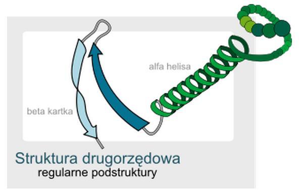 (skutek wiązao wodorowych) Helisy