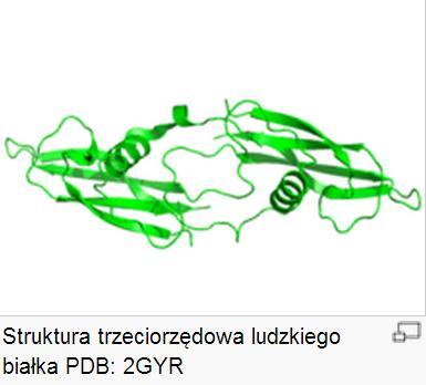 Poziomy organizacji białek Struktura trzeciorzędowa Określa wzajemny przestrzenny układ elementow struktury drugorzędowej Decyduje o aktywności biochemicznej białka Wiązania