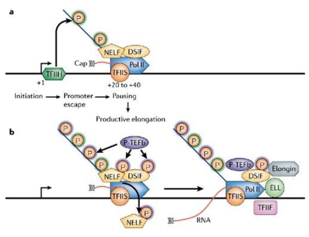 Przejście inicjacja - elongacja C-końcowa domena polimerazy (CTD) zawiera sekwencję z powtórzeniami YSPTSPS Fosforylacja CTD reguluje przejście od kompleksu inicjacji do kompleksu elongacji