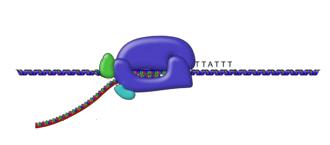 Poziom RNA w komórce dojrzewanie/obróbka synteza