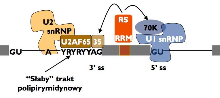 Czynniki trans Białka SR aktywatory, wiążą ESE wiązanie powoduje, że fragment jest traktowany jako ekson Białka hnrnp represory, wiążą
