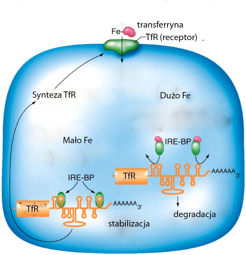 Regulowana degradacja RNA O stabilności transkryptu decydują sekwencje 3 UTR Wiązanie białek z 3 UTR reguluje stabilność/degradację Np.