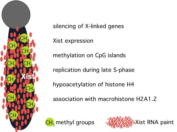RNA też może modyfikować ekspresję chromosomu Wyciszanie jednej kopii chromosomu X u samic ssaków przez RNA XIST