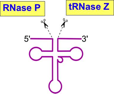 Obróbka pre-trna Dwie endonukleazy: RNaza P i trnaza Z