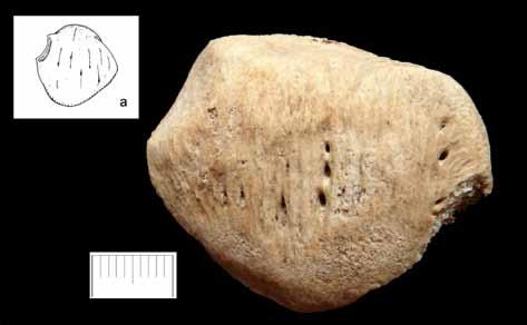 (435 mm), fragment nasady bliższej kości udowej lewej, prawa kość piszczelowa (363 mm) i strzałkowa (354 mm) oraz prawa rzepka z widocznym na brzegu górno-bocznym wcięciem ścięgna mięśnia obszernego