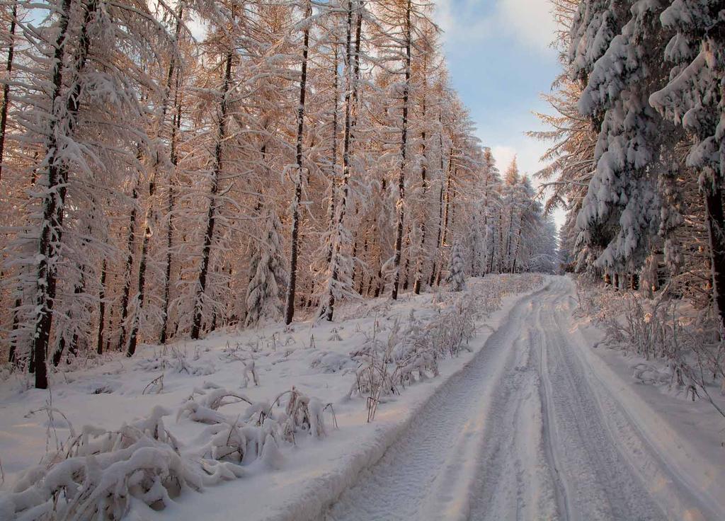 Leśny szlak Lesná cesta Forest