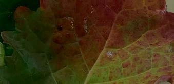 Masowemu Mszyce na spodniej stronie liścia to najczęstsze wektory wirusa rozwojowi mszyc na roślinach sprzyja długa i ciepła jesień, ale także wycofanie z użycia zapraw neonikotynoidowych, które