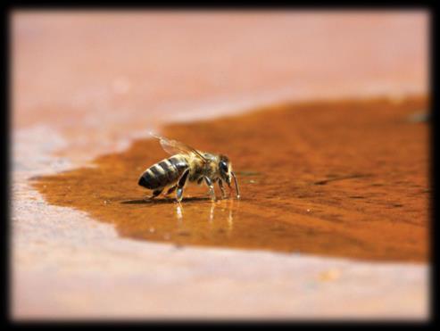 Zapewnienie źródła czystej wody Źródło: pasieka24.pl Pszczelarz musi dbać o to aby pszczoły miały nieustanny dostęp do czystej wody.