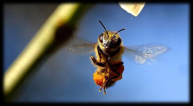 Pomoc pszczołom przy podejrzeniu zatrucia Źródło: polskieradio.pl Ul trzeba zasiatkować, wentylować, podać wodę lub rzadki syrop i jeśli jest taka możliwość przewieźć pasiekę w inne miejsce.
