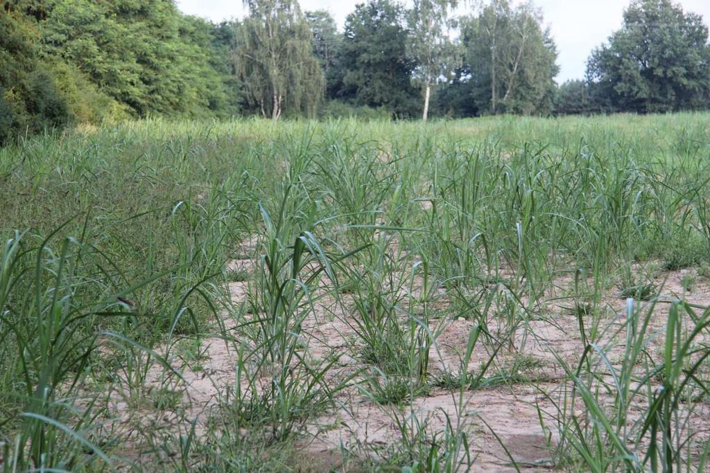 PLANTACJE