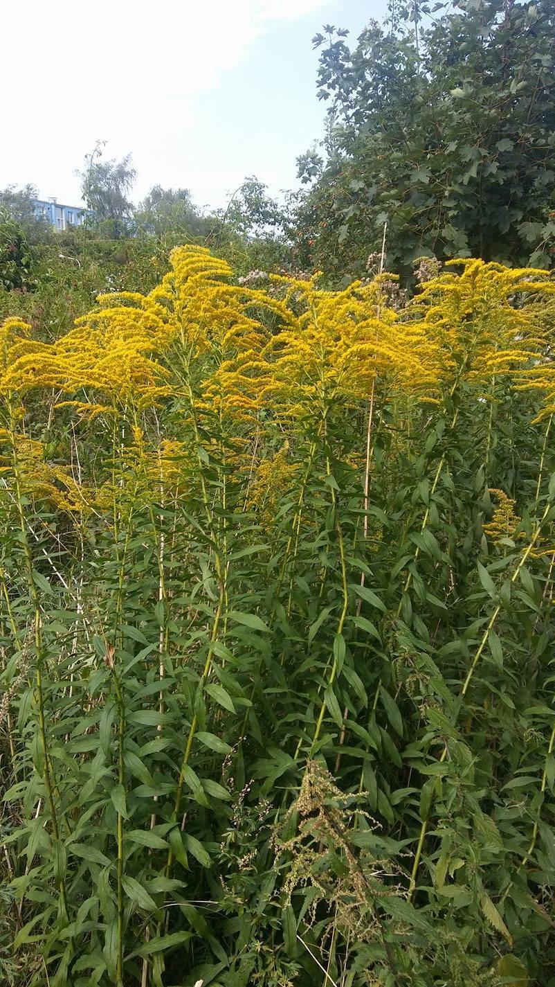 Barszcz Sosnowskiego (Heracleum sosnowskyi Manden.
