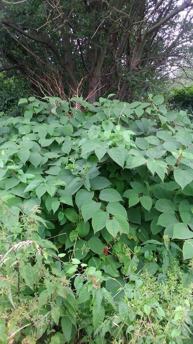 Rdestowiec ostrokończysty (Reynoutria japonica Houtt.) skutecznie eliminuje rośliny rodzime w swoim sąsiedztwie (fot.