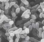 Gram-ujemnym i Gram-dodatnim Corega si a zgryzu niezb dna do spo ywania tzw. trudnych pokarmów 5 Niszczy 99,9% bakterii K. Pneumoniae A.
