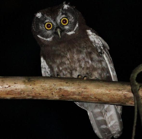 Włochatka Gatunek borealny Występuje w