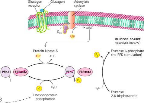 Kontrola syntezy i degradacji fruktozo 2,6-bisfosforanu Niski poziom glukozy