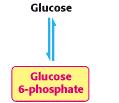 Glukoza po wejściu do komórki ulega fosforylacji Metaboliczne przemiany glukozo- 6-fosforanu G-6-P może być