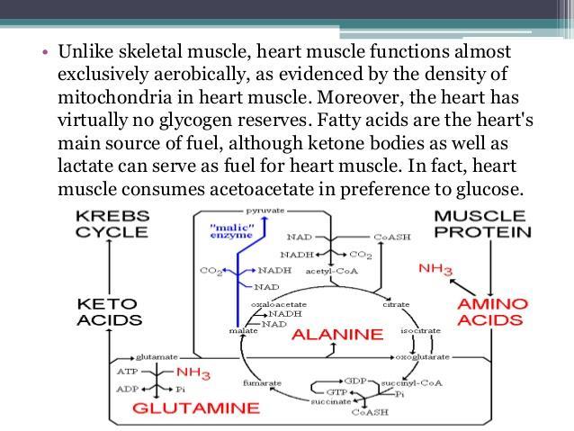 W przeciwieństwie do mięsni szkieletowych, mięsień sercowy polega prawie wyłącznie na metabolizmie tlenowym.