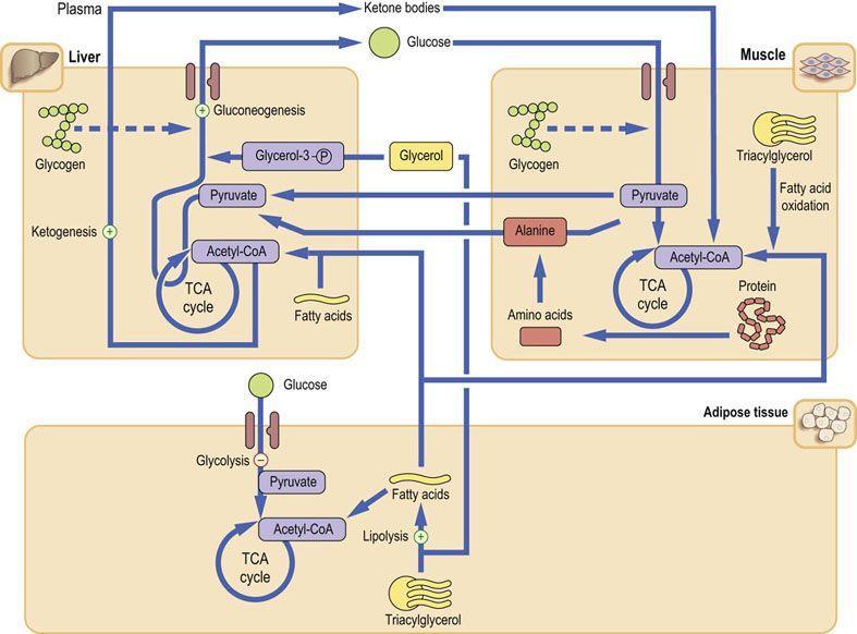 Integracja metabolizmu