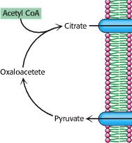 Transport acetylocoa do cytoplazmy