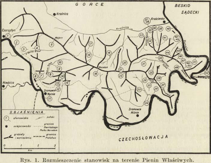 W arstw a ściółki, w y stępującej w bardzo niewielkich ilościach, utrzym uje- się tylko okresowo. Stanowisko to jest zalewane przy wyższych stanach w ody w D unajcu. 2.