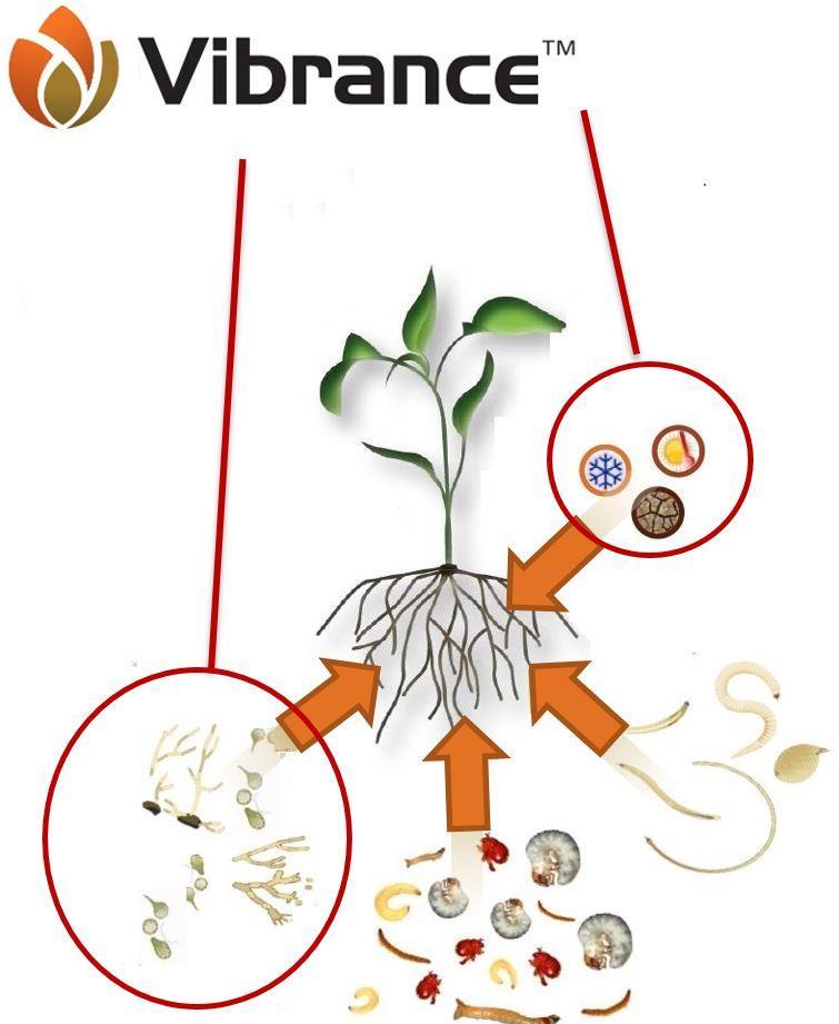 Zagrożenia dla systemu korzeniowego Patogeny odglebowe: rhizoctonia, pythium, fusarium, itd. Podziemne owady: drutowce, pędraki, stonka korzeniowa, itd.