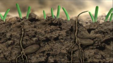 Rhizoctonia spp.