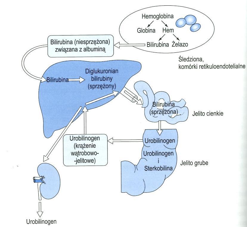 Bilirubina Wydzielanie i