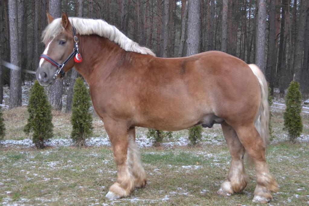 7. 2741 G Bł BONUS, strona 18 Wł.