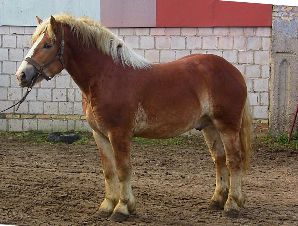 35. 2731 G Bł PIN, strona 81 Miejsce post.