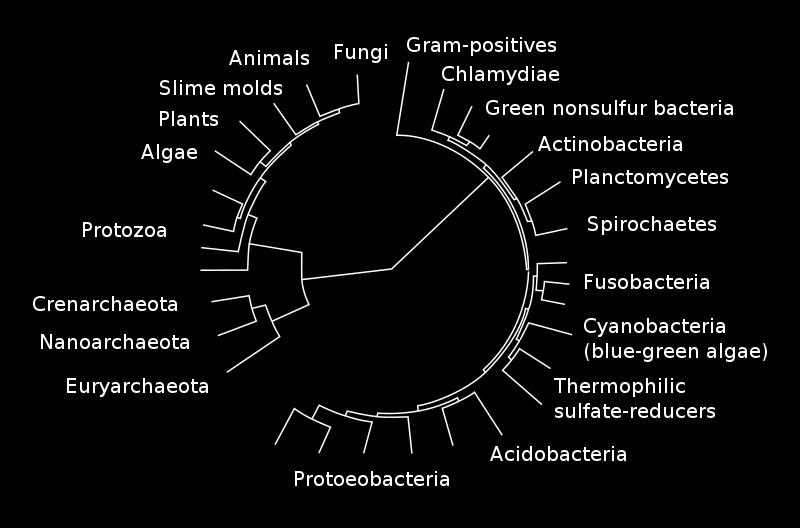 org/wiki/taxonomy_(biology)] P.