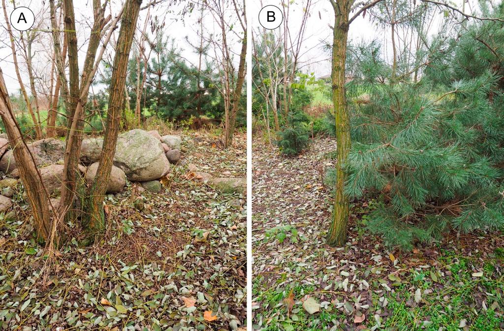 Przegląd Przyrodniczy XXIX, 1 (2018) Fot. 2. Miejsca występowania dwóch badanych grup owocników G. striatum (fot. Łukasz Grewling). Photo 2. The sites with the two groups of G.