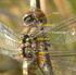 Narządy zmysłów i budowa mózgu ważek w zestawieniu z innymi owadami Sense organs and the construction of the brain of dragonflies in comparison