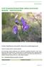 4109 Aconitum firmum Rchb. subsp. moravicum Skalický - tojad morawski