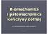 Biomechanika i patomechanika kończyny dolnej