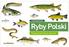 plansze edukacyjne Ryby Polski Najpopularniejsze gatunki