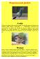 Rozpoznawanie ptaków Gołąb Wróbel