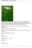 KRWAWNIK POSPOLITY - (Achillea millefolium)