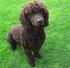 (Irish Water Spaniel)