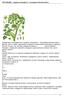 ARCYDZIĘGIEL - (Angelica archangelica L., Archangelica officinalis Hoffm.)