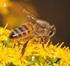 Alergia na jad owadów błonkoskrzydłych ze szczególnym uwzględnieniem pszczoły miodnej (Apis mellifera) aktualny stan wiedzy