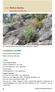 Bylica skalna. Artemisia eriantha I. INFORMACJA O GATUNKU. 1. Przynale no systematyczna. 2. Status. Rodzina: astrowate Asteraceae