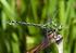 Ważki (Odonata) Kielc