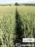 Wyniki monitoringu suszy rolniczej dla pszenicy ozimej w latach 2008 2010