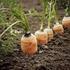 Nicienie pasożyty roślin w uprawie ziemniaka cz.ii: niszczyki, korzeniaki, i krępaki