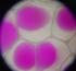 Filamenty aktynowe ORGANIZACJA CYTOPLAZMY. komórki CHO (Chinese hamster ovary cells ) Hoechst jądra, BOPIPY TR-X phallacidin filamenty aktynowe