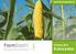 Kukurydza Katalog odmian. Najchętniej kupowane odmiany kukurydzy w Polsce